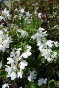 Deutzia gracilis