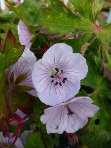 Geranium Lilac Ice