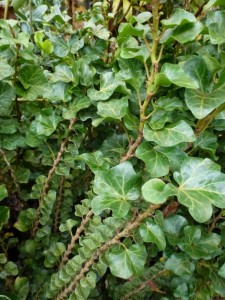 Hedera helix Erecta Hedera helix Erecta