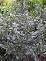 Ilex aquifolium Myrtifolia Ilex aquifolium Myrtifolia