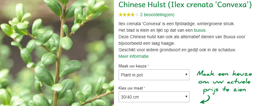 Ilex crenata Convexa kopen