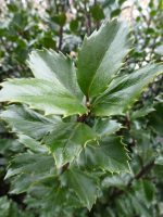 Ilex meseveae Blue Prince Ilex meseveae Blue Prince