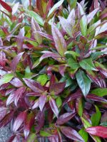 Leucothoe Zeblid Leucothoe Zeblid