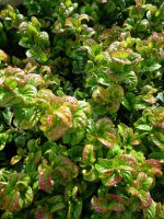 Leucothoe axillaris Curly Red Leucothoe axillaris Curly Red