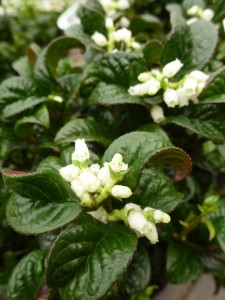 Leucothoe axillaris Curly Red Leucothoe axillaris Curly Red