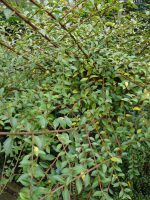 Ligustrum Delavayanum