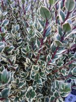 Myrthus communis Variegata