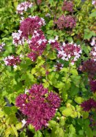 Origanum vulgare