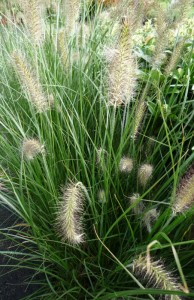 Pennisetum alopecuroides Hameln