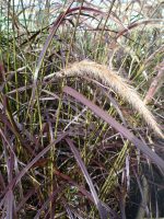 Pennisetum rubrum Pennisetum rubrum