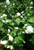 Philadelphus Snowbelle