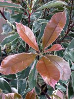 Photinia Pink Marble