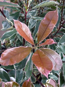 Photinia Pink Marble