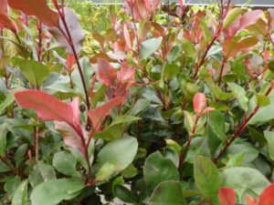 Photinia fraseri Little Red Robin