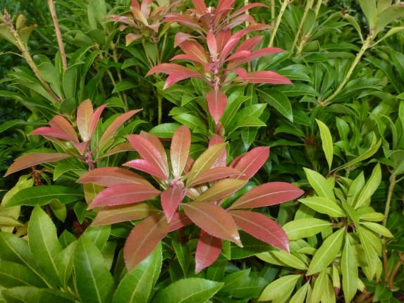 Pieris Mountain Fire Pieris Mountain Fire