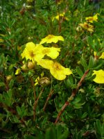 Potentilla fruticosa Yellow Giant