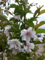 Prunus subhirtella Autumnalis