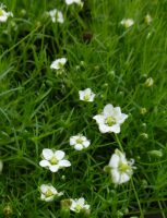 Sagina subulata Sagina subulata