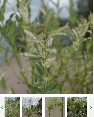 Salix integra Hakuro Nishiki kopen