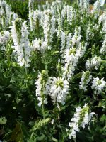 Salvia Schneehugel