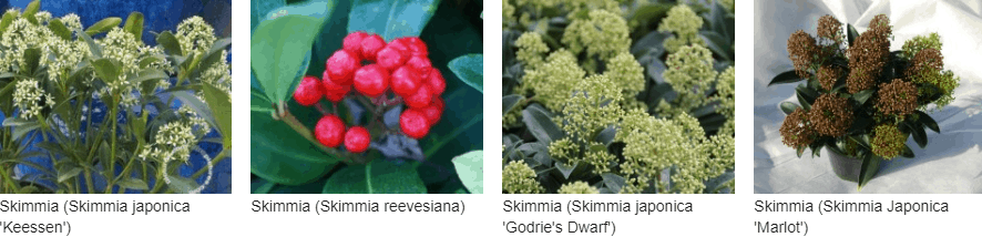 Skimmia kopen