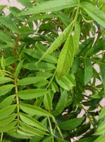 Sorbus aucuparia Autumn Spire Sorbus aucuparia Autumn Spire