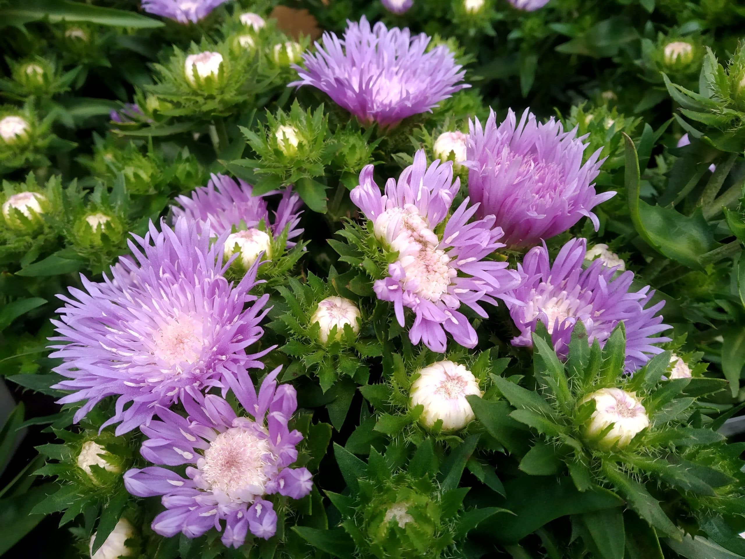 Stokesia laevis Mels Blue