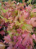 Viburnum opulus Compactum