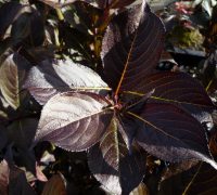 Weigela florida Alexandra