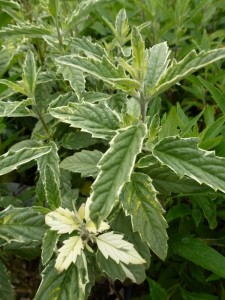 Caryopteris clandonensis White Surprise
