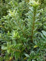 Euonymus japonicus Microphyllus Albovariegatus