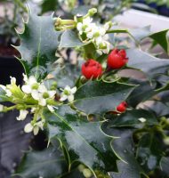 Ilex aquifolium Alaska