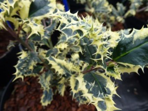 Ilex aquifolium Ferox Argentea
