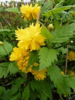 Kerria japonica Pleniflora Kerria japonica Pleniflora