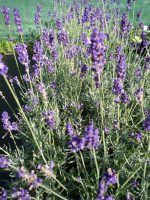 Lavendula angustifolia Hidcote Lavendula angustifolia Hidcote