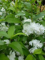 Prunus glandulosa Alba Plena