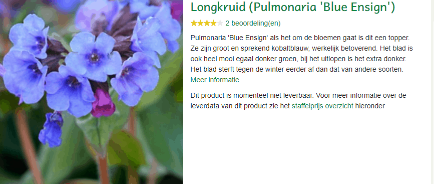 Pulmunaria Blue Ensign kopen