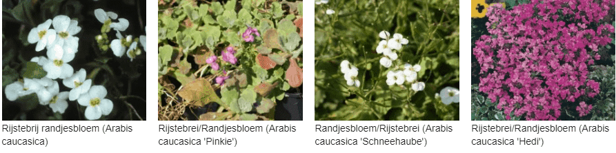 Rijstebrij randjesbloem kopen