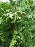 Thuja occidentalis Brabant Thuja occidentalis Brabant