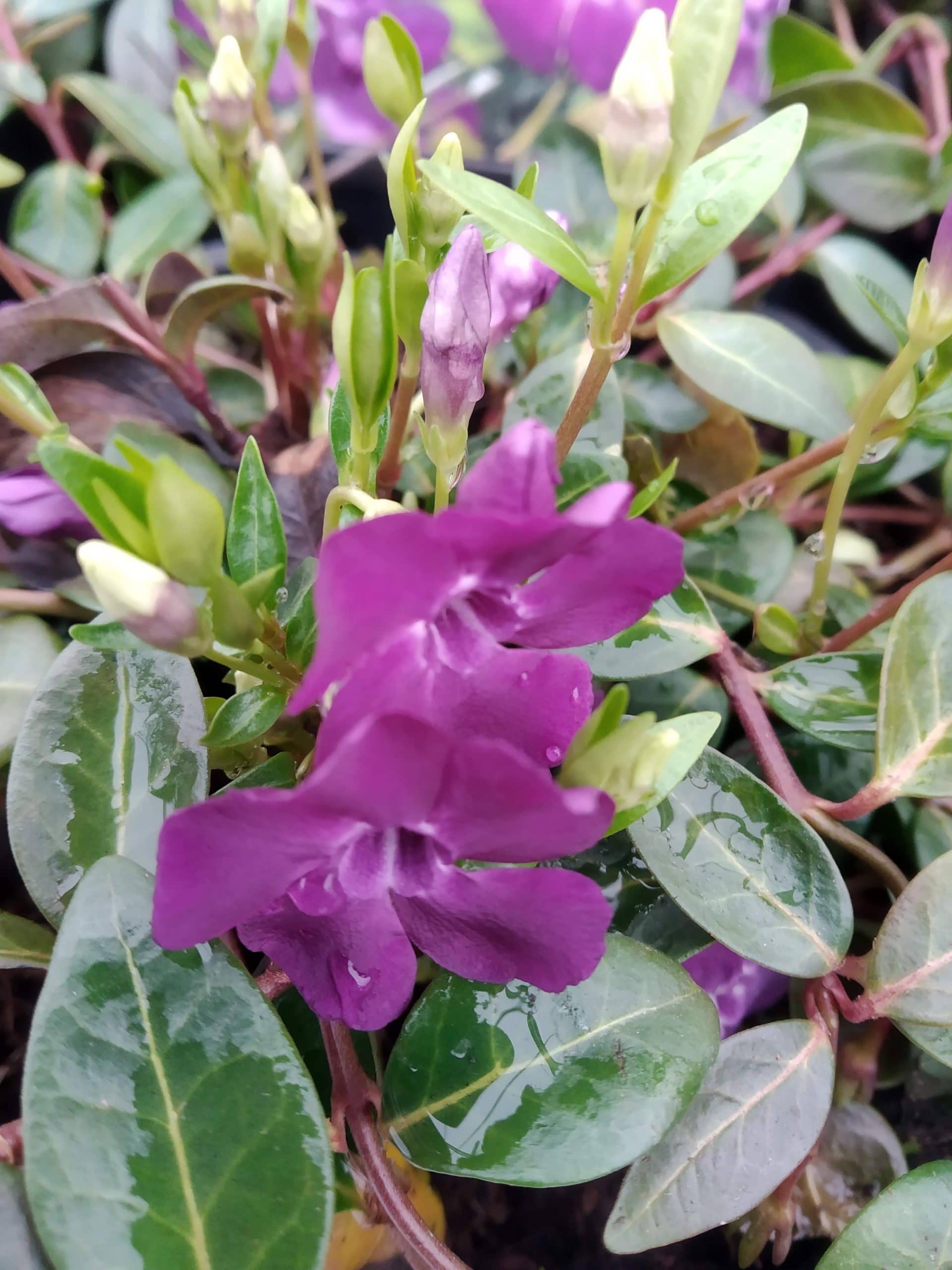 Vinca minor Atropurpurea