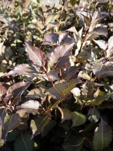 Weigela florida Foliis Purpureis