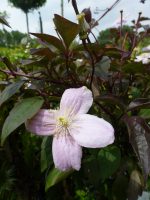 Clematis Mayleen Clematis Mayleen