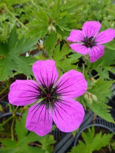 Geranium Psilostemon