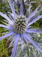 Eryngium bourgatii Eryngium bourgatii