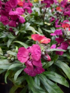 Erysimum Red Jep