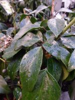 Hedera colchica Arborescens