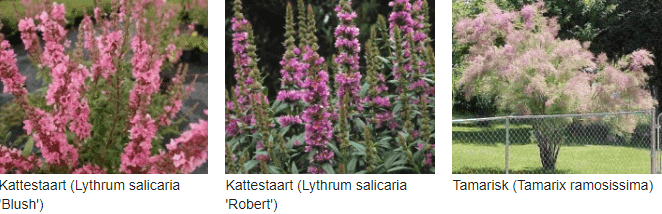 Roze bloeiende planten kopen