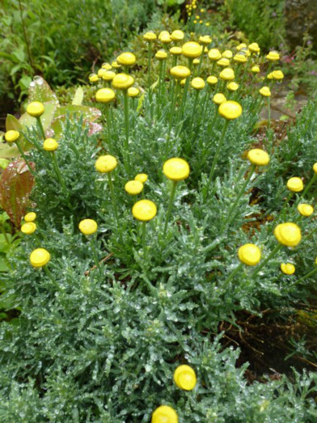 Santolina Rosmarinifolia Heiligenbloem Heiligenkruid