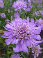 Scabiosa Butterfly Blue Scabiosa Butterfly Blue