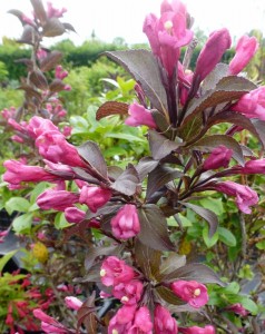 Weigela florida Minuet